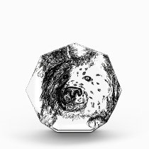 Border collie staredown Award awards