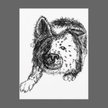 Border collie staredown transp postcards