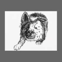 Border collie staredown transp postcards