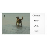 Border Collie - Tipper and Seagull Personalized Photo Card