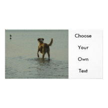Border Collie - Tipper and Seagull Personalized Photo Card