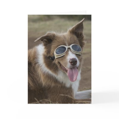 Border Collie with Doggles Cards by peterdobias
