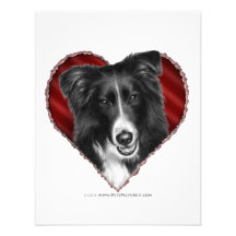 Border Collie with Heart Announcements
