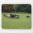 Border Collie working mousepads