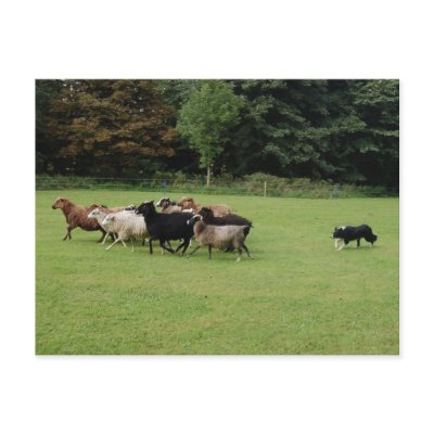 Border Collie working Postcard by Thorninger