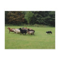 Border Collie working postcards
