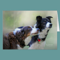 Border Collies cards