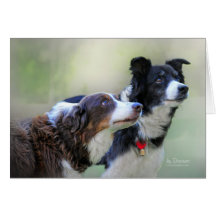 Border Collies Greeting Card