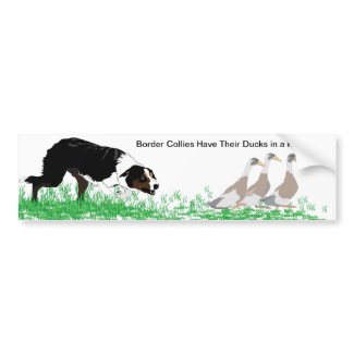 Border Collies Have Their Ducks in a Row Sticker Bumper Stickers