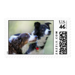 Border Collies Postage