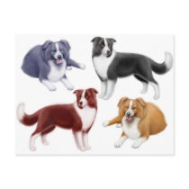 Border Collies Postcard