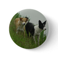 Border Collies - Tipper/Dixie ashore button