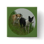 Border Collies - Tipper/Dixie ashore button
