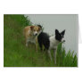 Border Collies - Tipper/Dixie ashore Greeting Card