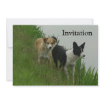 Border Collies - Tipper/Dixie ashore Announcement