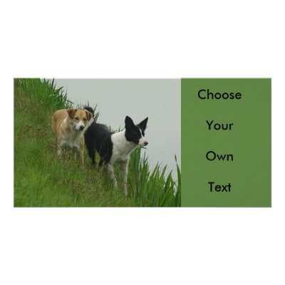 Border Collies - Tipper/Dixie ashore Personalized Photo Card by TitiaG