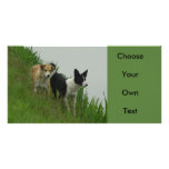 Border Collies - Tipper/Dixie ashore photo cards