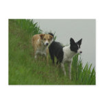 Border Collies - Tipper/Dixie ashore Postcards
