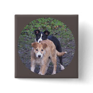 - Border Collies - Tipper/Dixie pup button