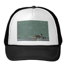 Border Collies - Walking Mesh Hats