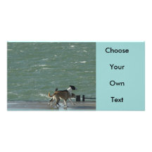 Border Collies - Walking Photo Card