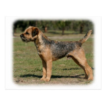 Border Terrier 9Y325D-033 Post Cards