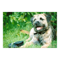 Border Terrier posters