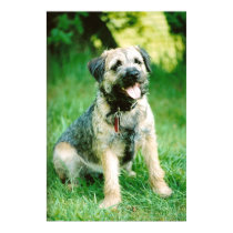 Border Terrier posters