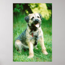 Border Terrier Poster