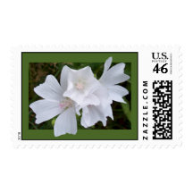Bordered White Mallow Postage