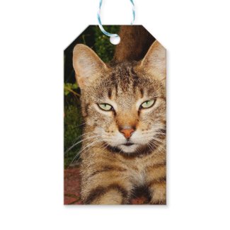 Bored Kitty Cat Pack Of Gift Tags