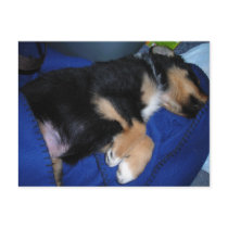 Bored sleepy puppy postcards