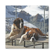 bored st bernard magnets