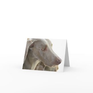 Bored Weimaraner Note Card card