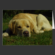 Boredom - Labrador in green grass cards