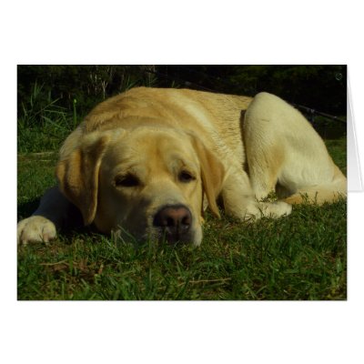 Boredom - Labrador in green grass Greeting Cards by Rainmountain
