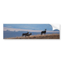 Born Free Bumper Stickers