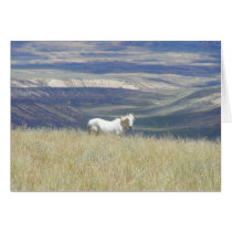 Born Free Wild Mustang Horse Greeting Card