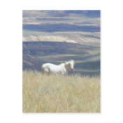 Born Free Wild Mustang Horse Postcard