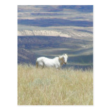 Born Free Wild Mustang Horse Postcard