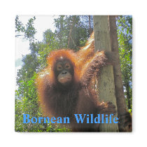 Bornean Wildlife Magnet