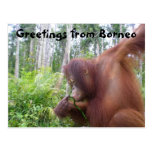 Borneo Adventure Travel postcards