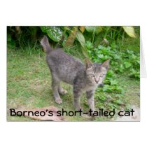 Borneo Cat cards by Rebecca_Reeder Borneo Cat cards