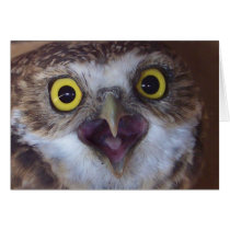 borrowing-owl- cards