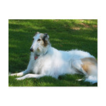 "Borzoi" Dog Photography Postcard