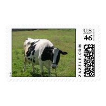 Bos taurus postage