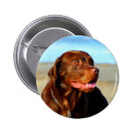 Bosco - Chocolate Labrador Art Button
