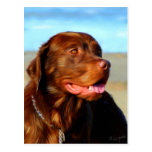 Bosco - Chocolate Labrador Art Post Card