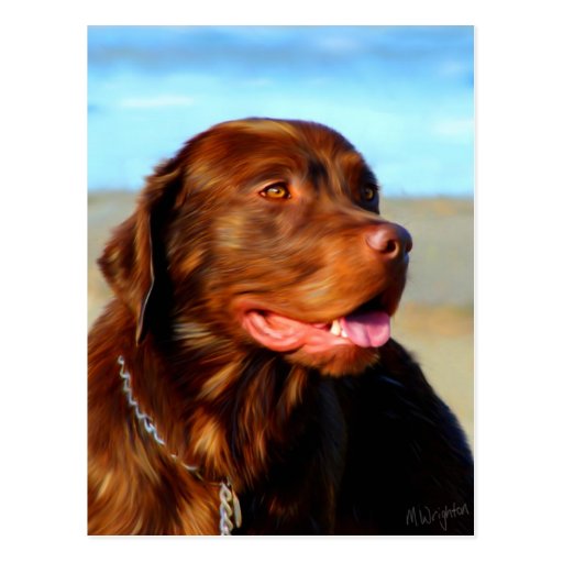 Bosco - Chocolate Labrador Art Post Card