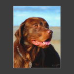 Bosco - Chocolate Labrador Art Post Card